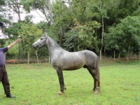 IRAM CAPIM DOURADO